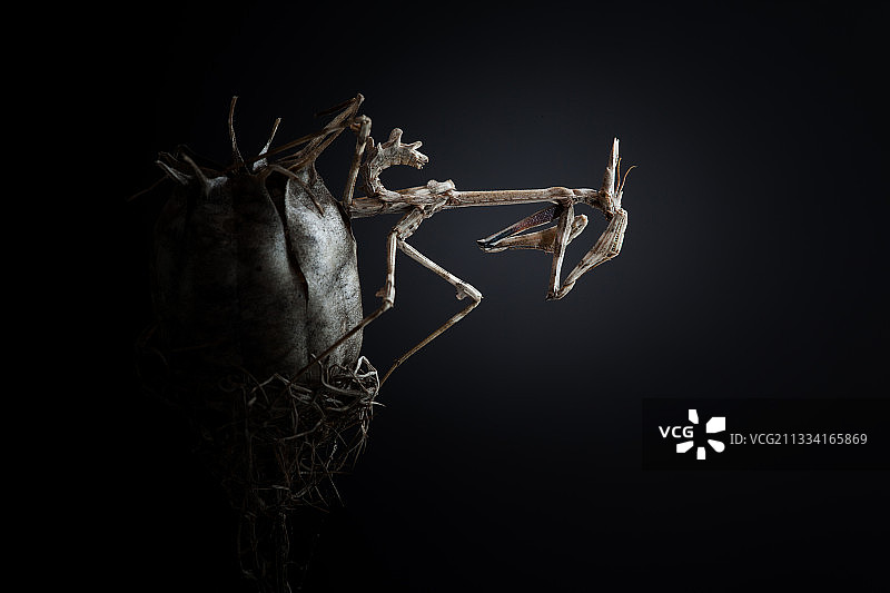 法国灌木丛中迷雾草上的锥头螳螂图片素材