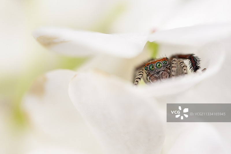 花卉支架图片素材