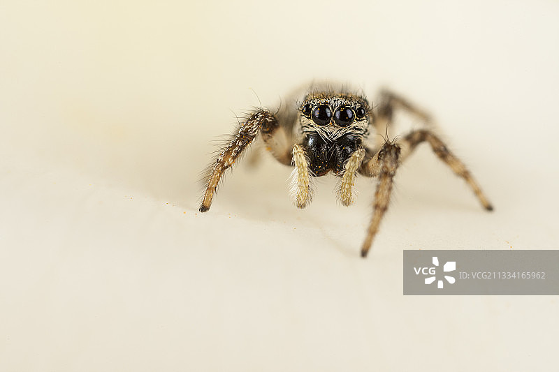花卉支架图片素材