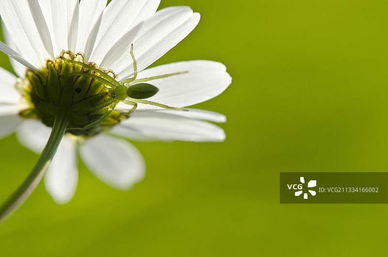 在雏菊中潜伏的绿亨斯迈蜘蛛，法国勃艮第图片素材