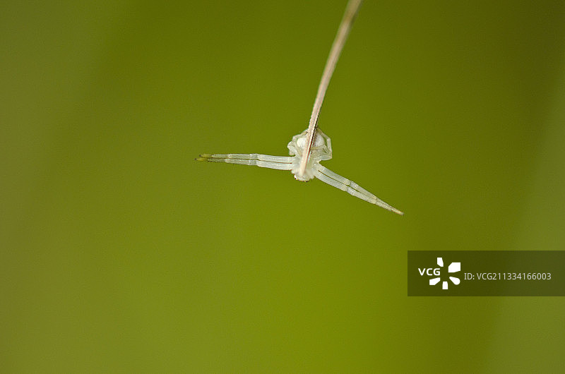 勃艮第法国的一枝黄花蜘蛛图片素材