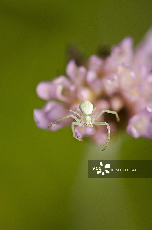 勃艮第法国花朵上的金鸡纳草蜘蛛图片素材