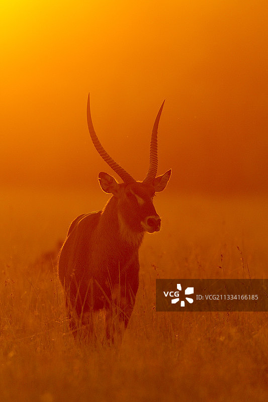 肯尼亚马赛马拉日落时分的雄性水羚图片素材