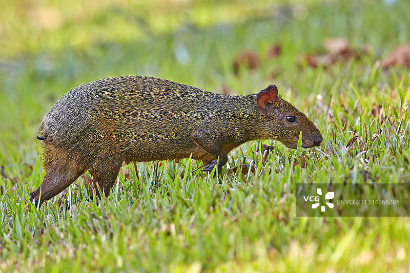 巴西马托格罗索的南美刺豚鼠图片素材