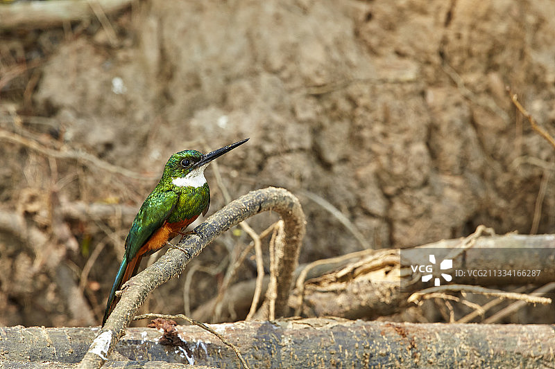 巴西马托格罗索州棕尾鵟䳍图片素材