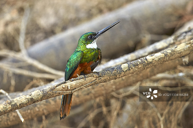 巴西马托格罗索州棕尾鵟䳍图片素材