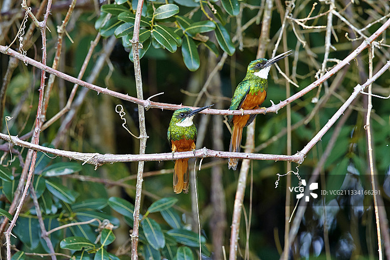 棕尾翠鴗，巴西马托格罗索州图片素材