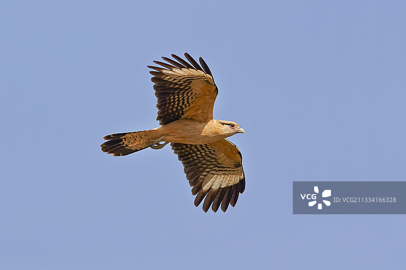 飞翔的黄头卡拉鹰-马托格罗索-巴西图片素材