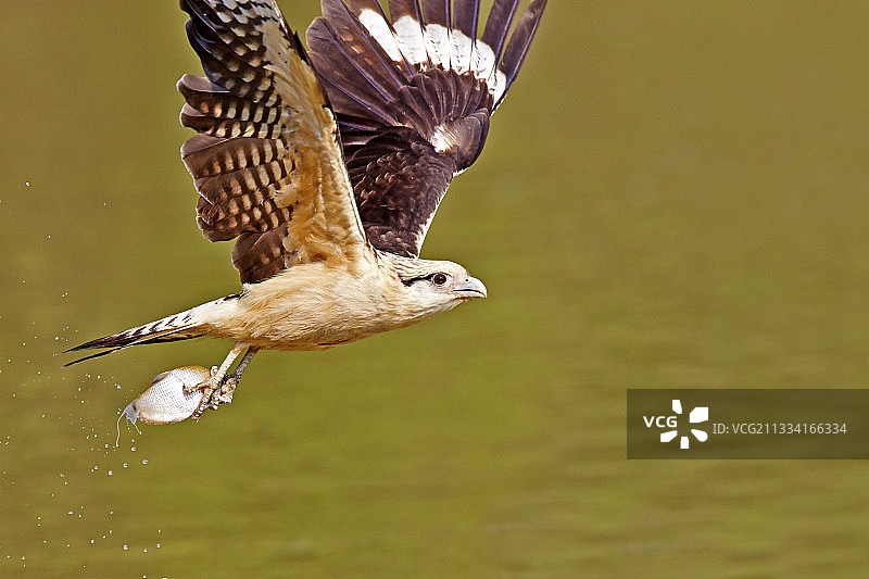 黄头卡拉鹰捕鱼 - 马托格罗索 - 巴西图片素材