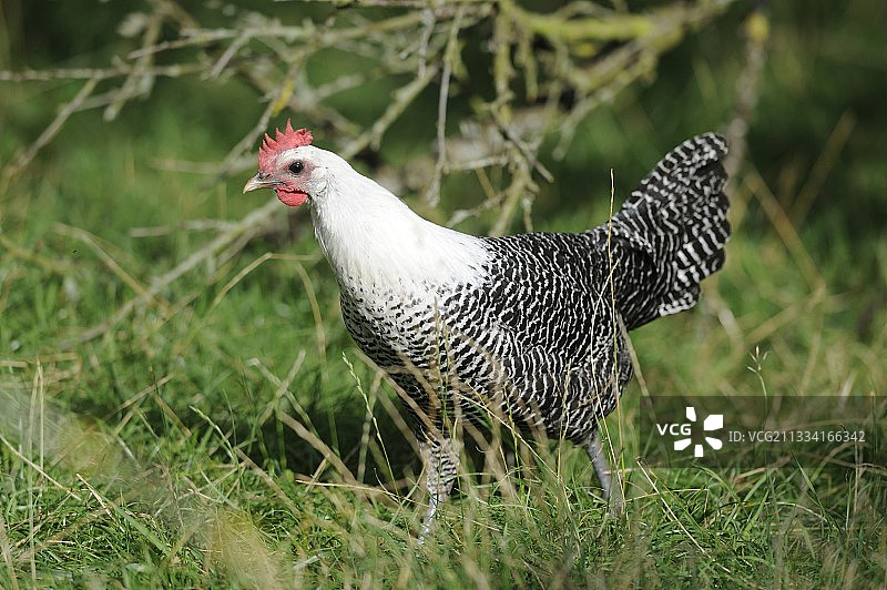 银色布拉克母鸡在草地散步图片素材