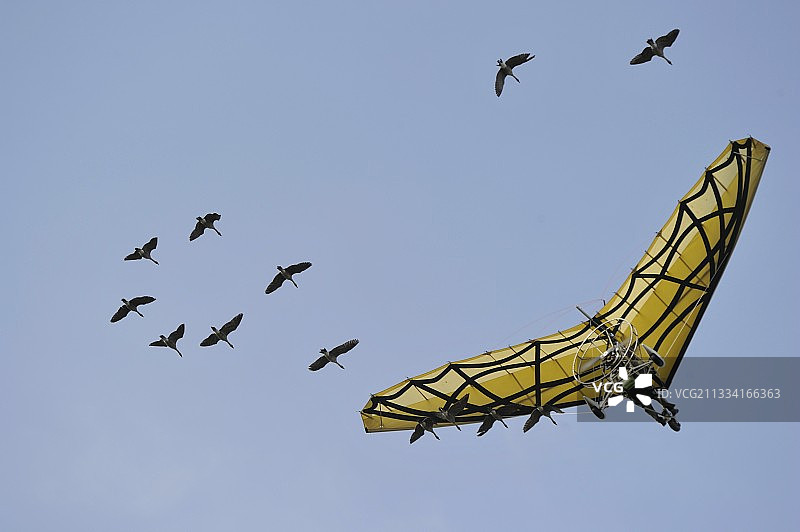 与鹅群飞行的超轻型飞机-法国普瓦图-夏朗德图片素材