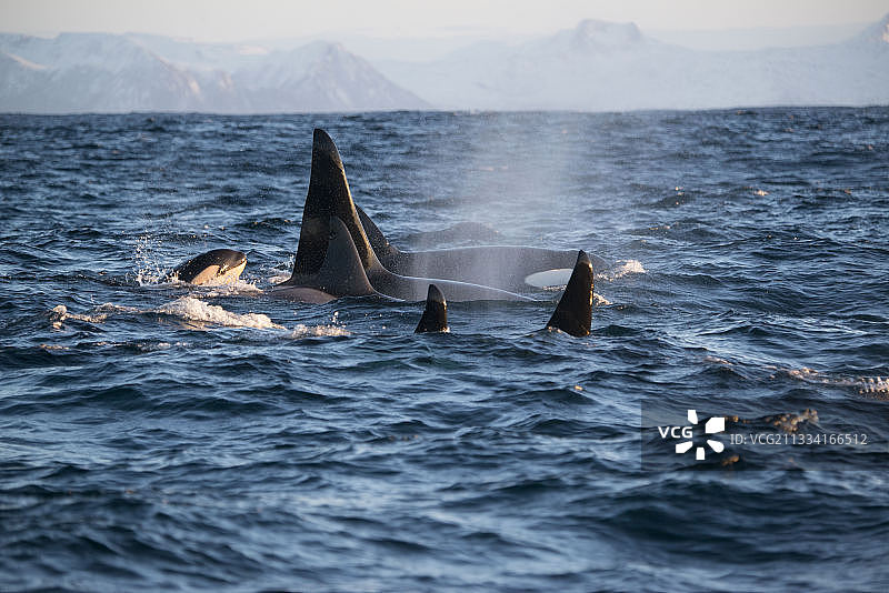 在挪威，年轻的虎鲸跟随家庭群体图片素材