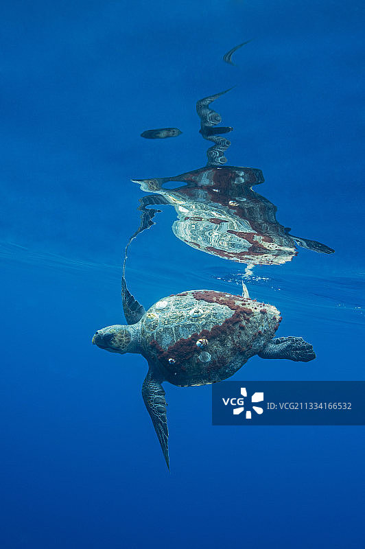 加利福尼亚海峡群岛水面下的丽龟图片素材