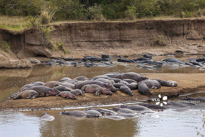 在马拉河休息的河马-肯尼亚马赛马拉图片素材