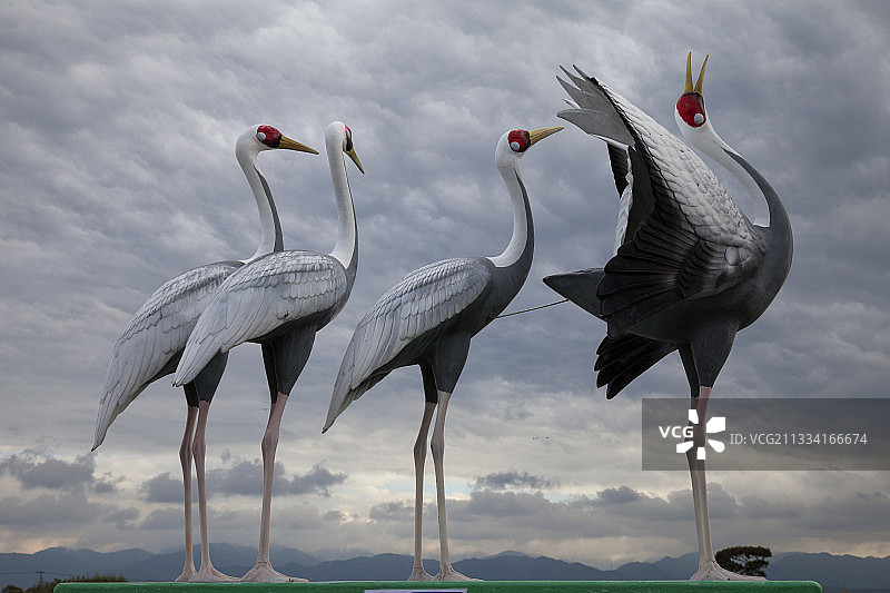 秋季日本出水市田野里的白枕鹤图片素材