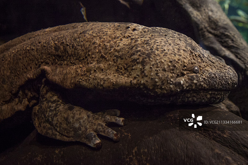 日本大鲵肖像：京都水族馆图片素材