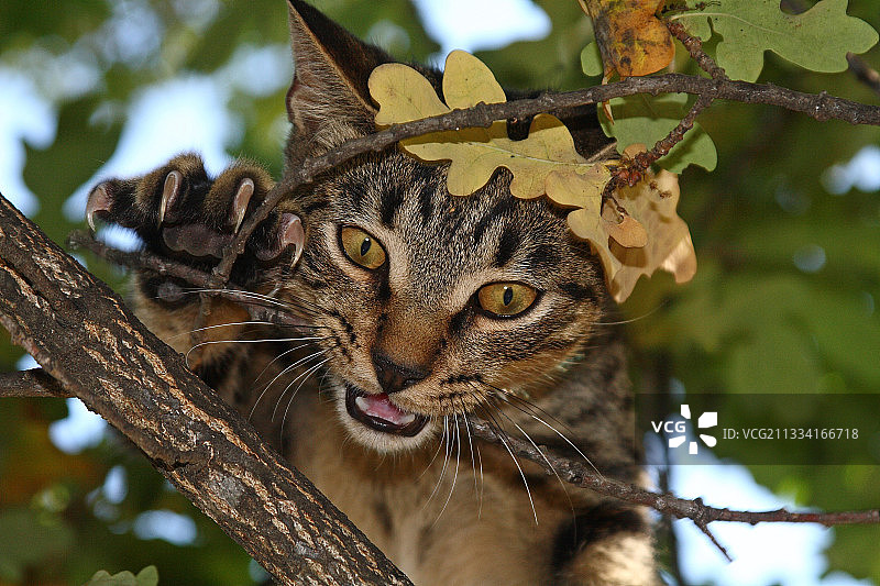 法国橡树林中的凶猛猫咪肖像图片素材