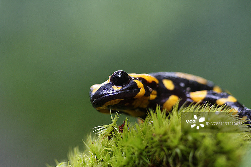 科西嘉斑点蝾螈 - 法国科西嘉岛图片素材