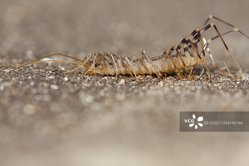 蚰蜒在地上爬行 - 法国图片素材