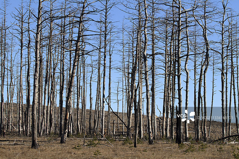 被风暴摧毁的黑松林图片素材