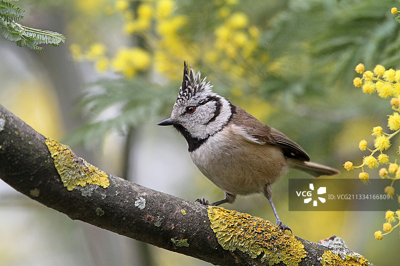 山雀栖息在树枝和银荆花上 - 法国图片素材