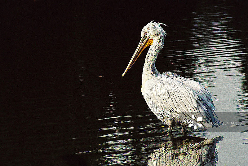 冬季法国栋布地区的池塘中的达尔马提亚鹈鹕图片素材