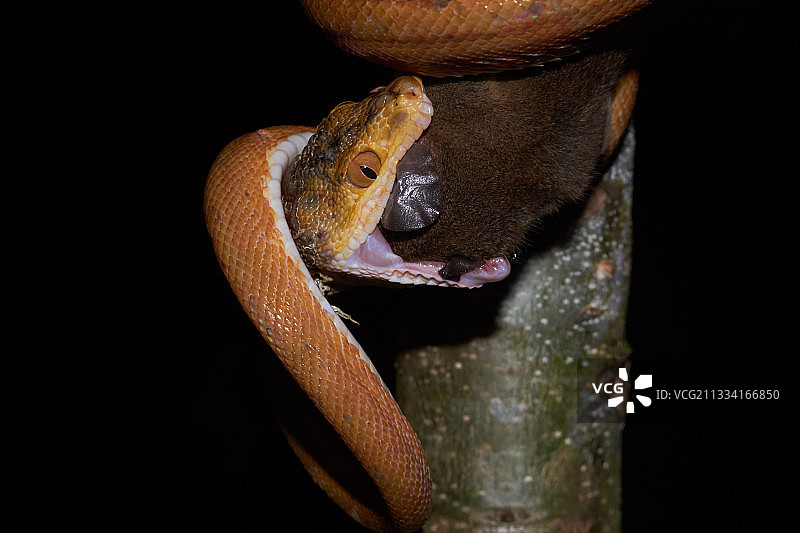 亚马逊树蚺捕食负鼠-法属圭亚那图片素材