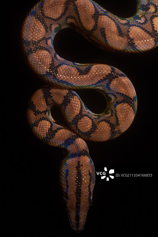 法属圭亚那夜晚森林中的彩虹蚺图片素材