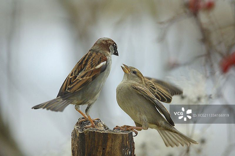 法国洛林喂食盘杆子上的家麻雀图片素材
