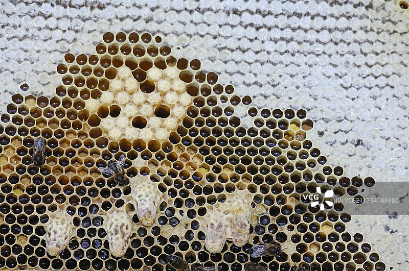 蜂巢中蜜蜂的光线和蜂王浆盒 - 法国图片素材