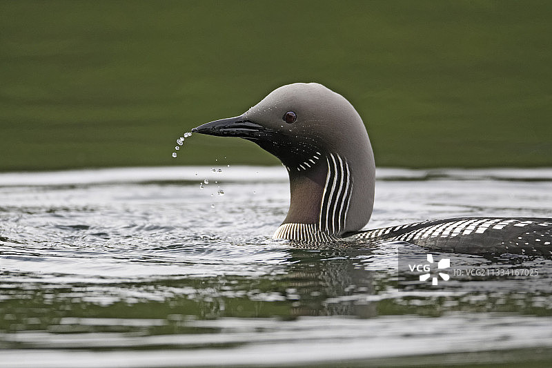 水上的黑喉潜鸟图片素材