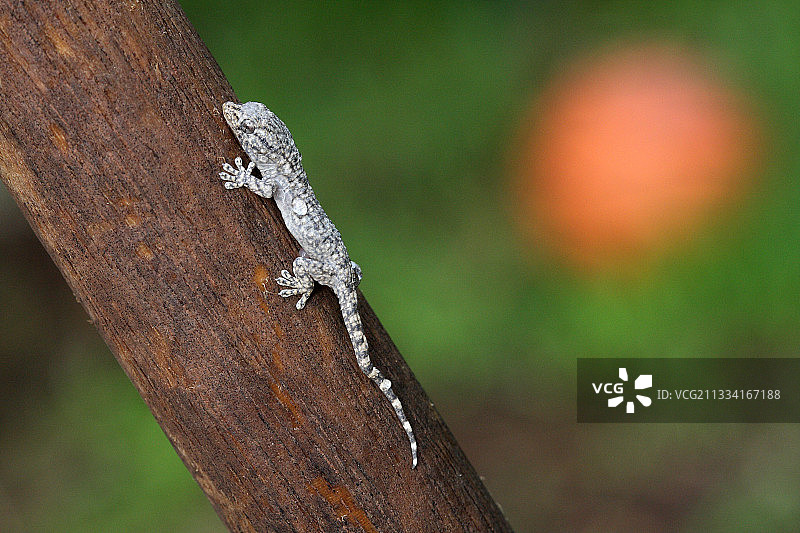 花园木头上的小鳄鱼壁虎 - 法国图片素材