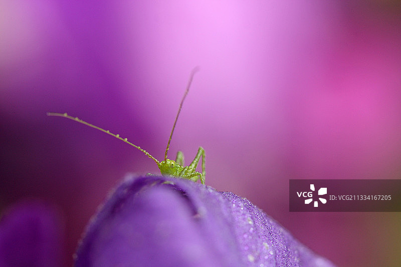 法国雨中虹膜上的蝈蝈图片素材