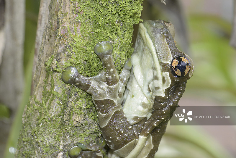 可见的吸盘图片素材