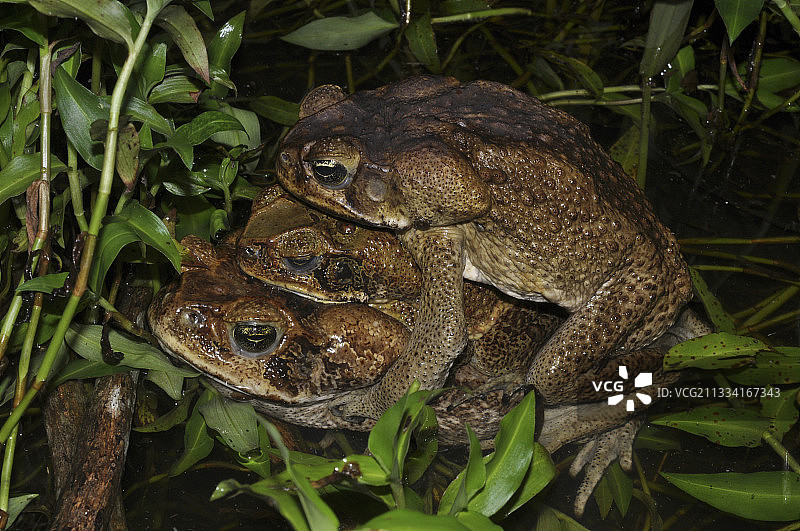 腋抱，两名雄性在一只雌性身上图片素材