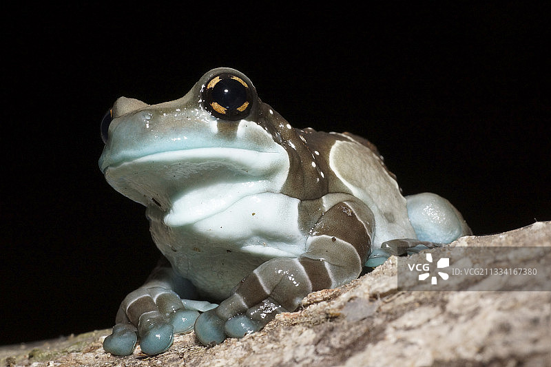 蓝色金色眼树蛙 - 法属圭亚那图片素材