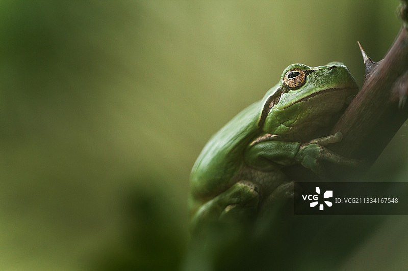 法国梅让池塘的蛙图片素材