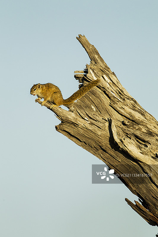 博茨瓦纳乔贝国家公园：树上的无条纹地松鼠图片素材