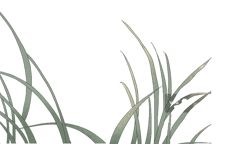 高雅的兰花图片素材