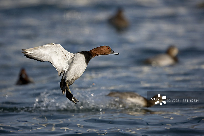 红头潜鸭在日内瓦湖水面降落，瑞士图片素材