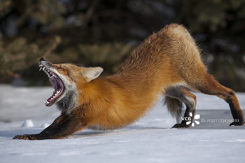 雪地里伸展身体的红狐 - 加斯佩魁北克加拿大国家公园图片素材