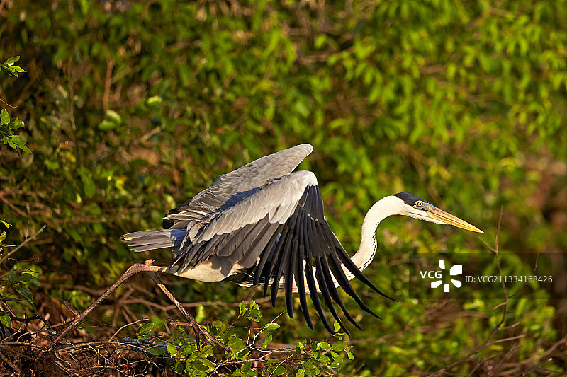 巴西潘塔纳尔湿地的白颈鹭图片素材