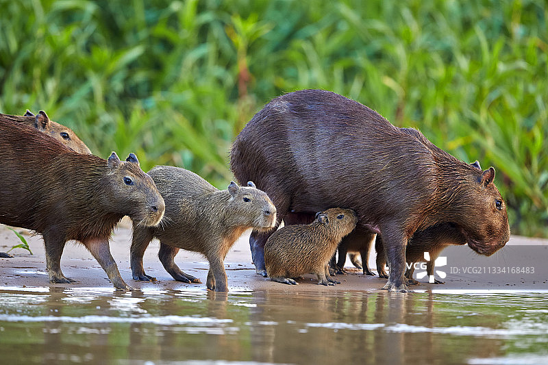 巴西潘塔纳尔湿地河岸上的水豚和幼崽图片素材