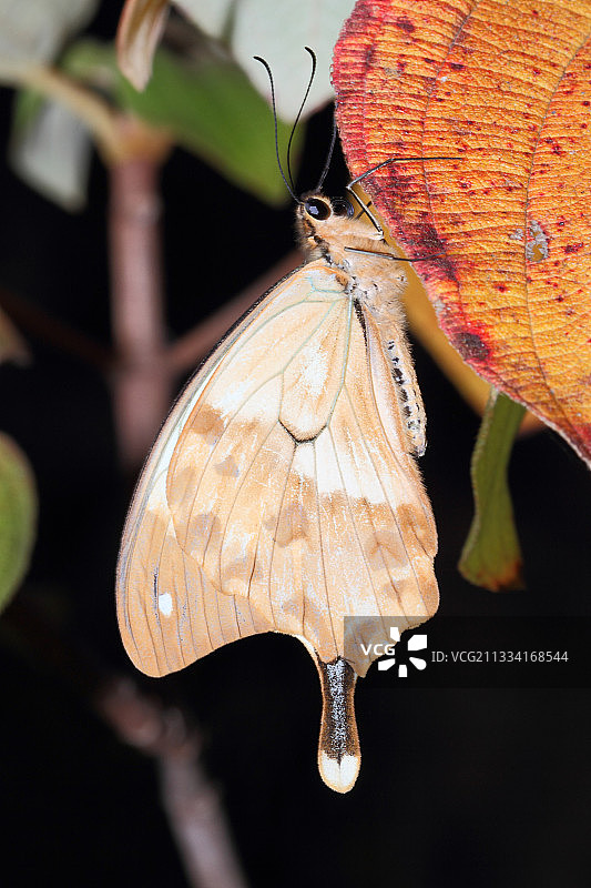 非洲凤蝶在叶子上 - 马达加斯加图片素材