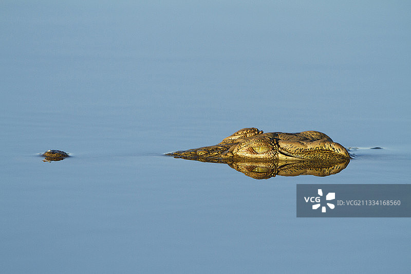南非克鲁格国家公园，尼罗鳄露出水面图片素材