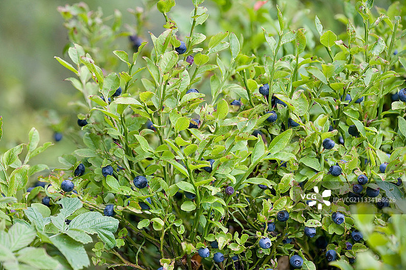 法国孚日气球峰的蓝莓图片素材
