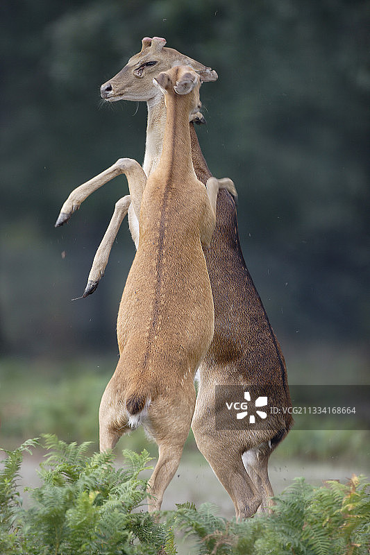 母沼泽鹿驱赶年轻雄鹿图片素材