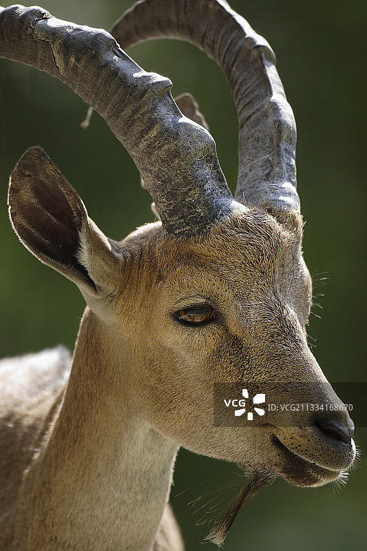 努比亚羚羊肖像 - 上塔什动物园图片素材
