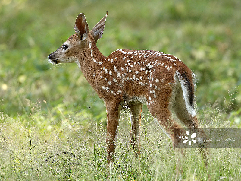 草地上伸展身体的白尾鹿图片素材