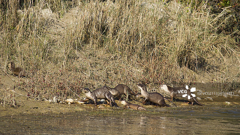 河岸上的光滑毛皮印度水獭 - 尼泊尔巴迪亚图片素材